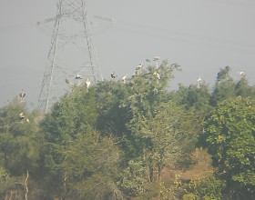 Bird Watching Activity